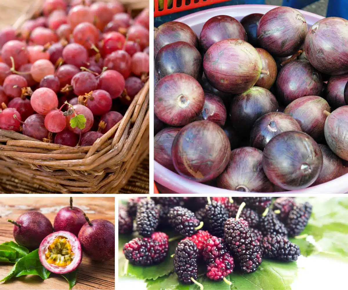 20 Purple Fruits to Add to Your Diet - Chef's Pencil