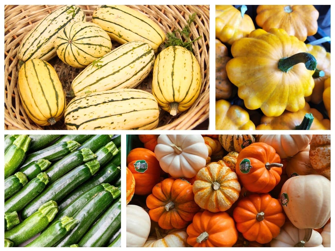 15 Types of Squash & Pumpkin and How to Cook Them