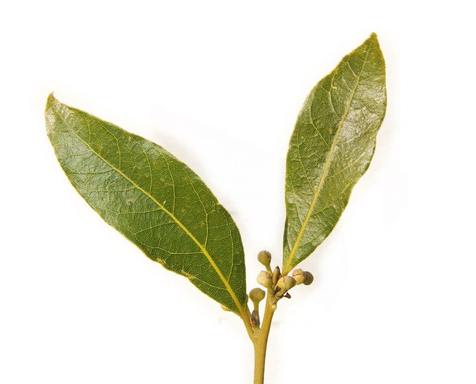 Bay Leaves