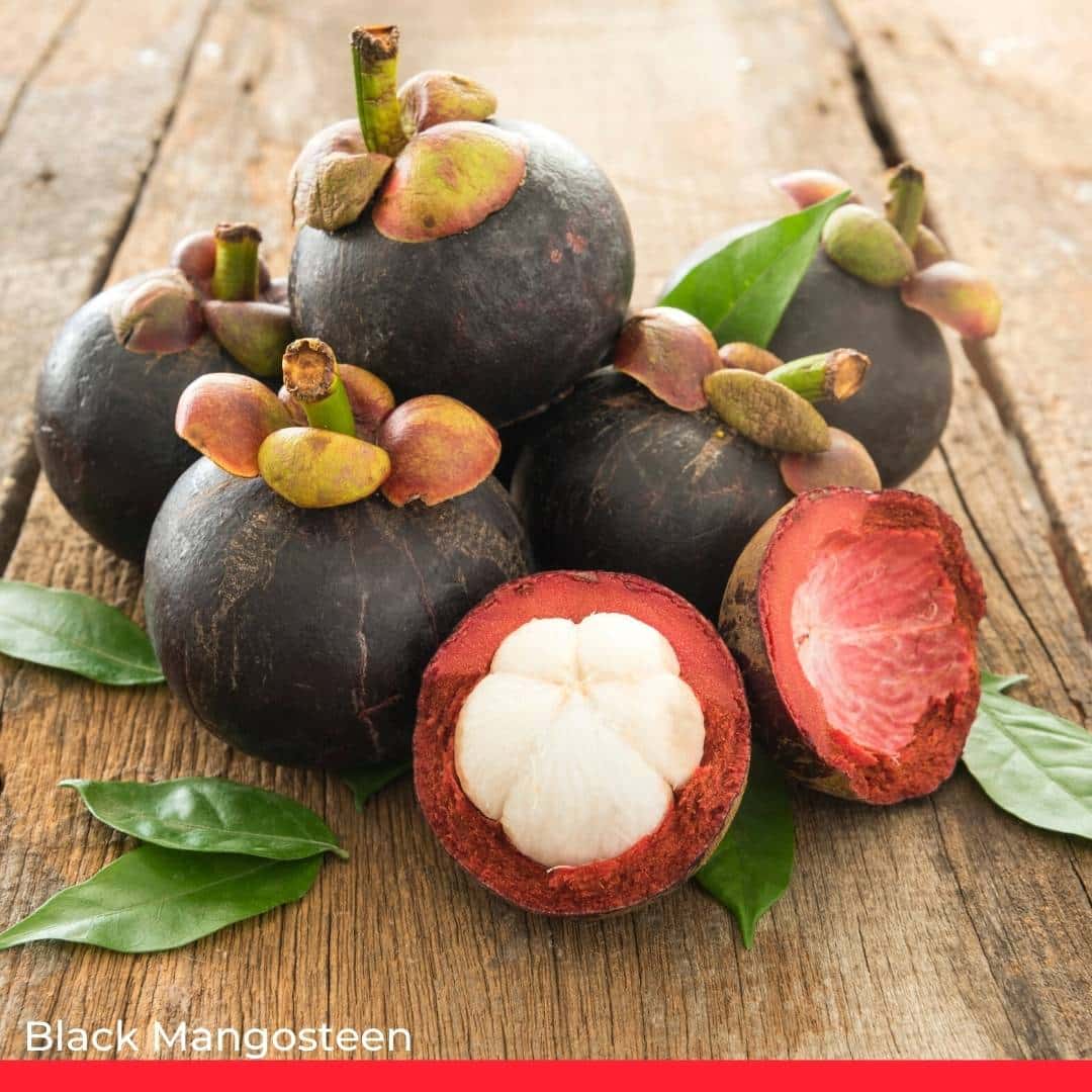 Black Mangosteen