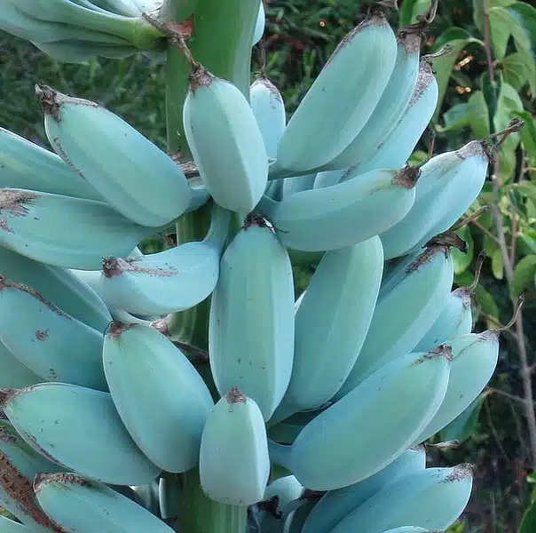 Blue Java Bananas