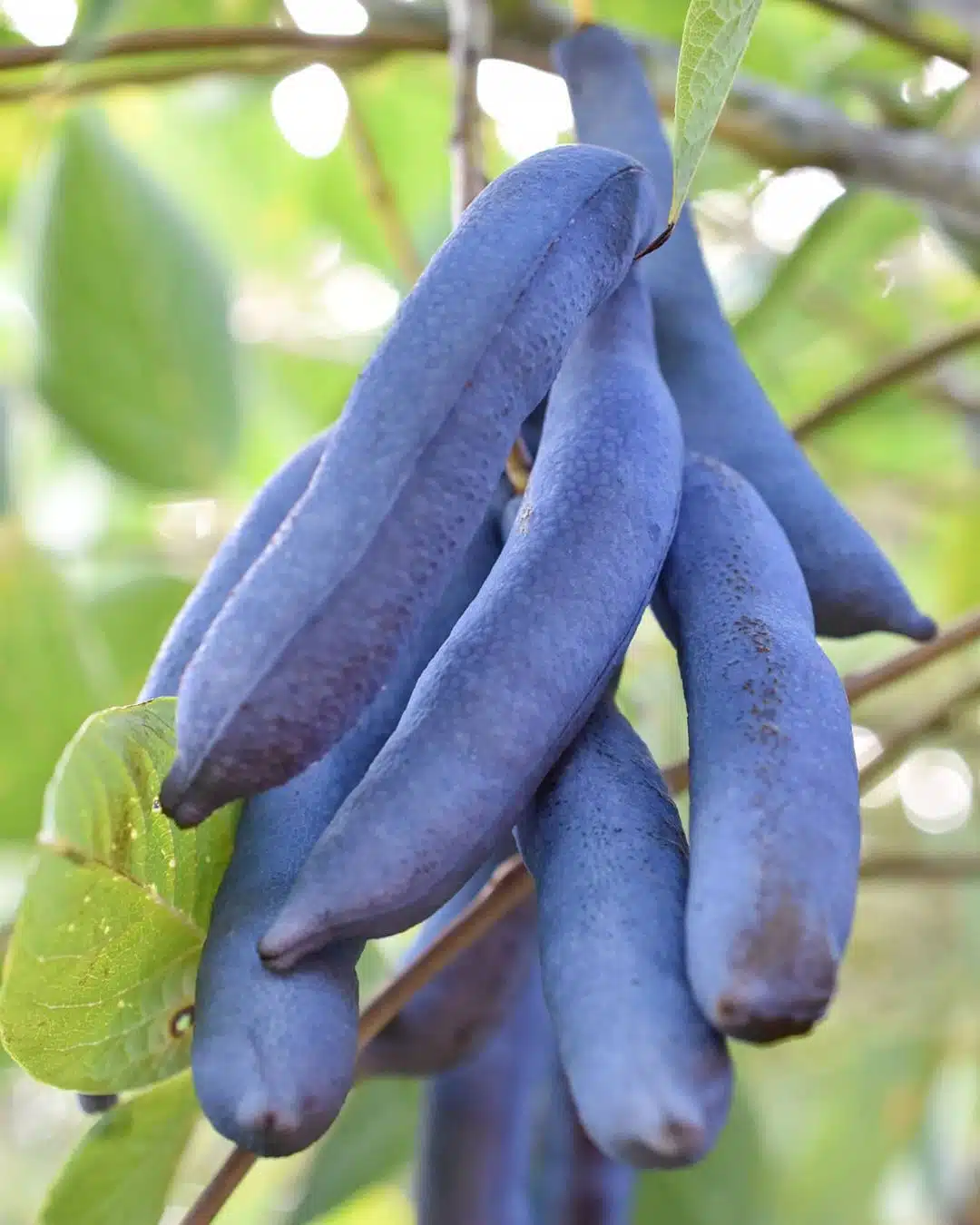 Blue Sausage Fruit