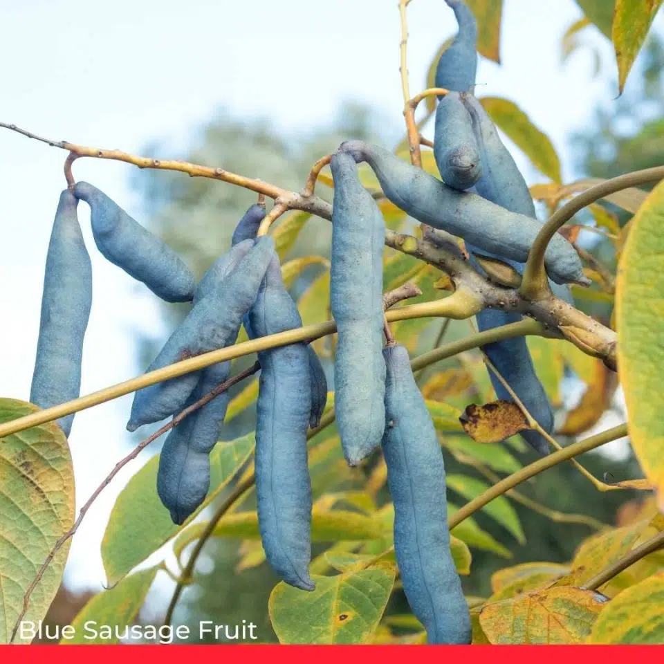 Blue Sausage Fruit