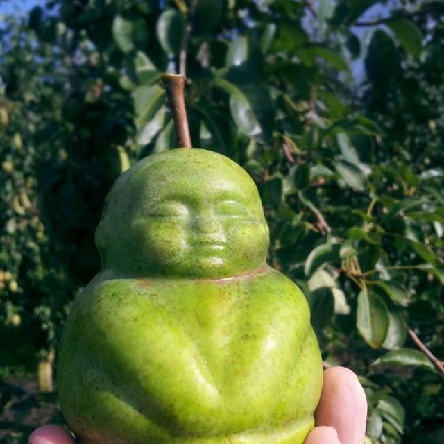 12 of the World’s Most Expensive Fruits - Chef's Pencil