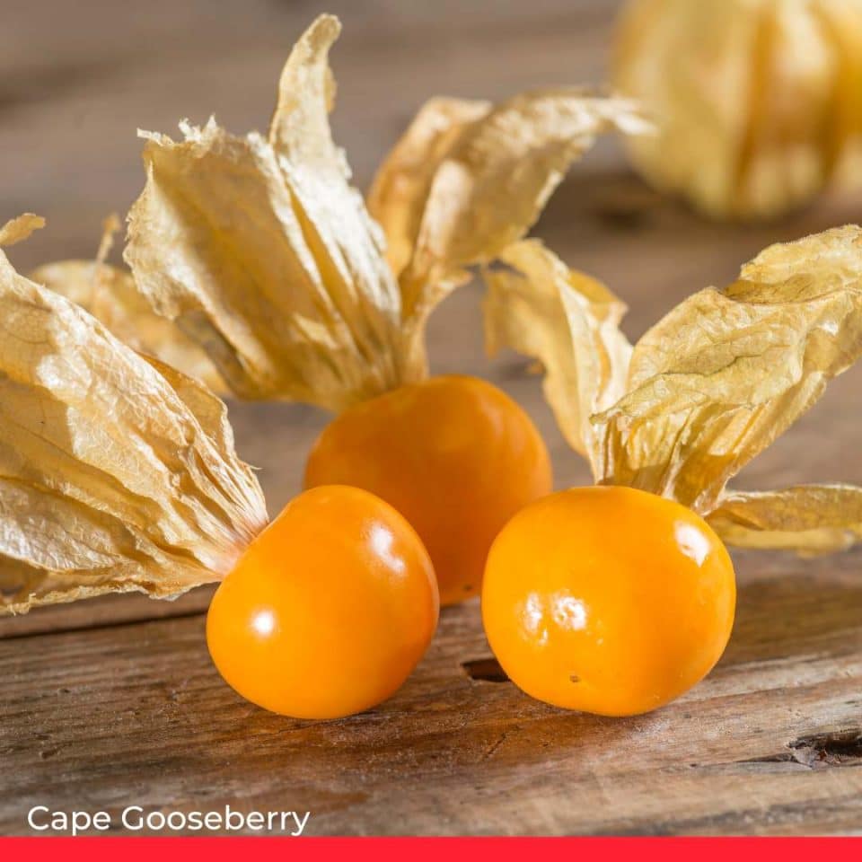 Cape Gooseberry