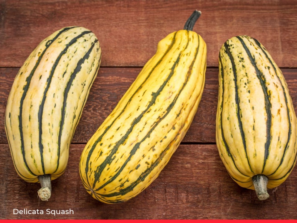 15 Types of Squash & Pumpkin and How to Cook Them