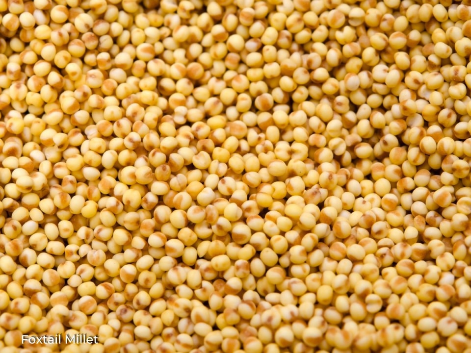 Foxtail Millet
