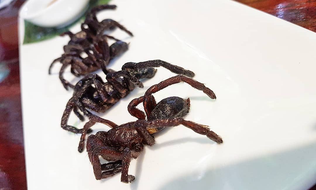 Fried Tarantula