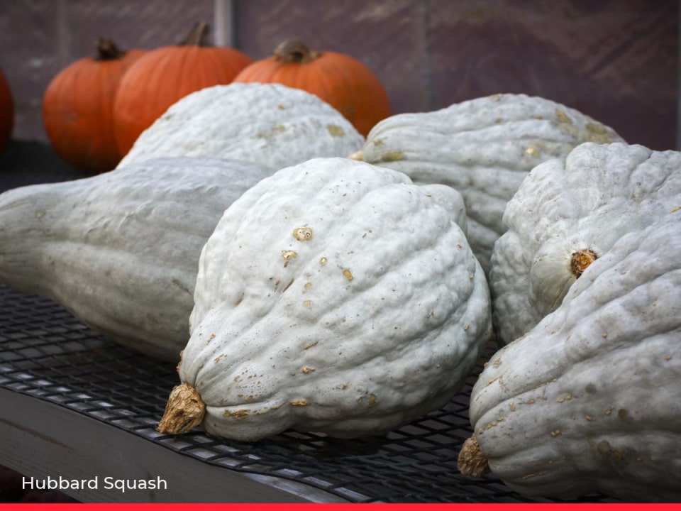 15 Types of Squash & Pumpkin and How to Cook Them