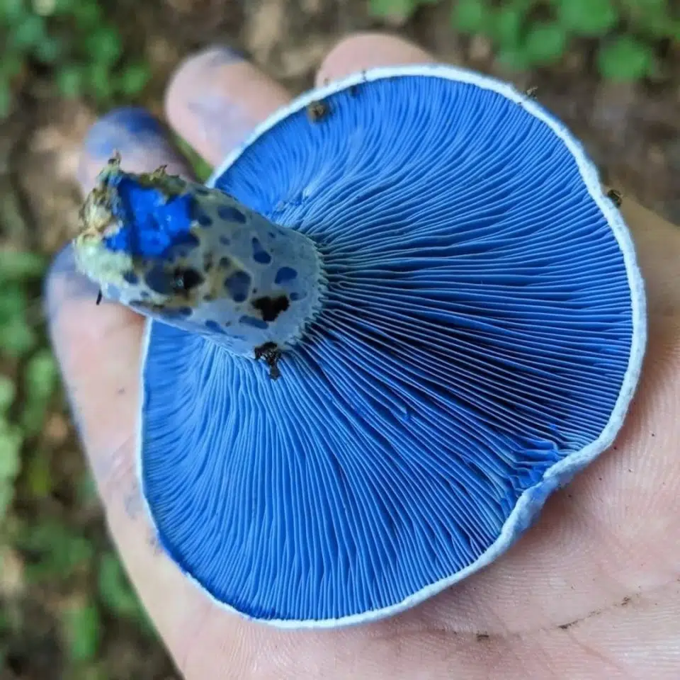 Indigo Milk Cap Mushrooms