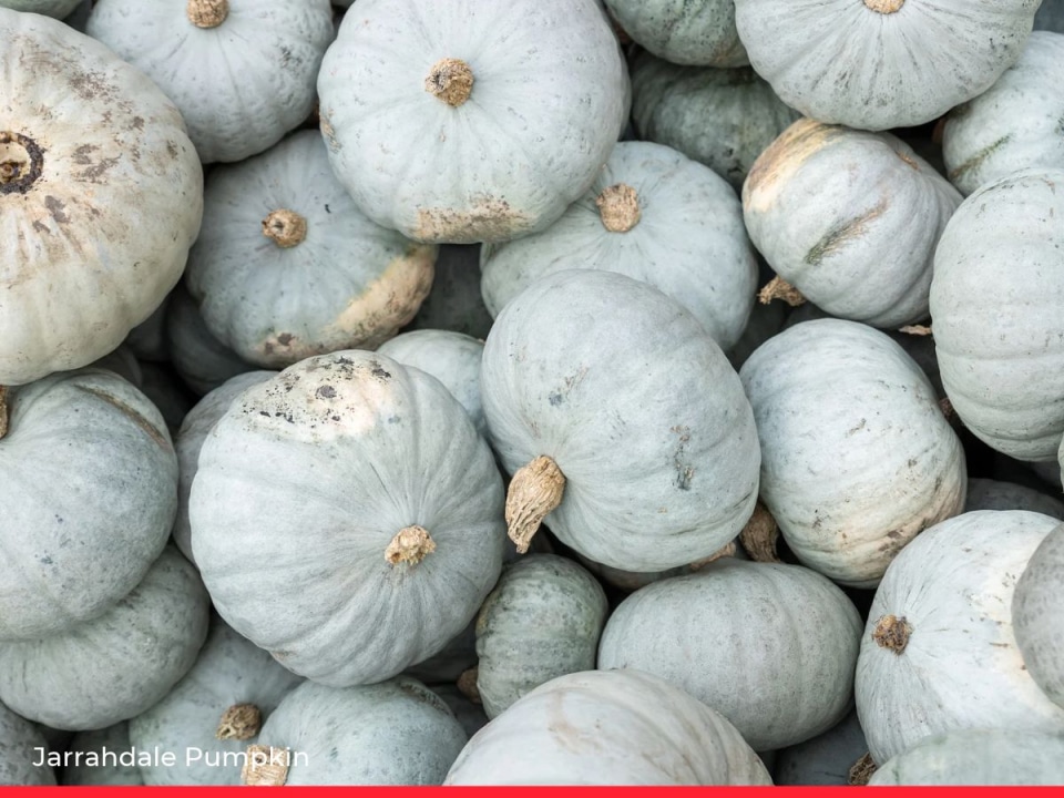 15 Types of Squash & Pumpkin and How to Cook Them