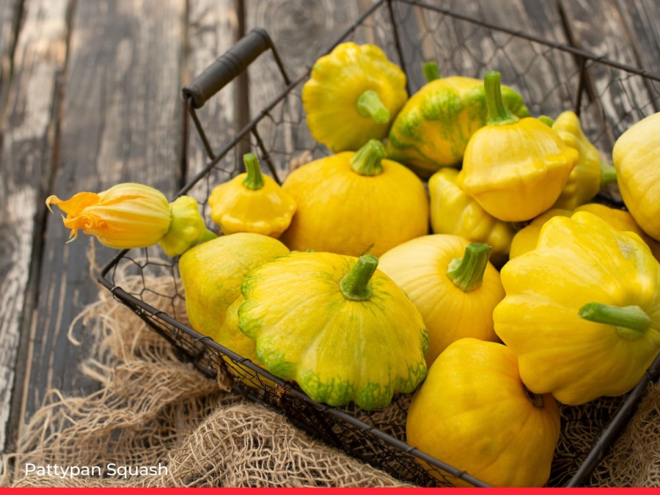 Pattypan Squash