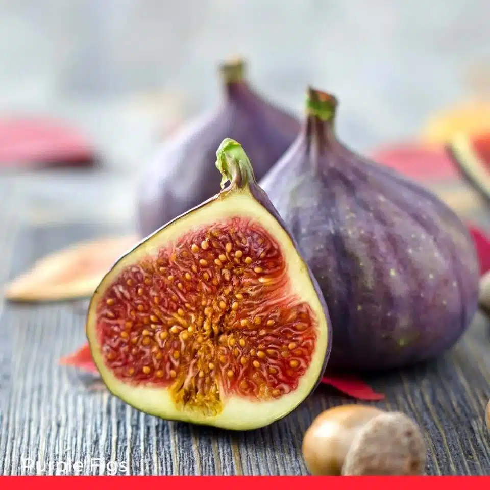 Purple Figs