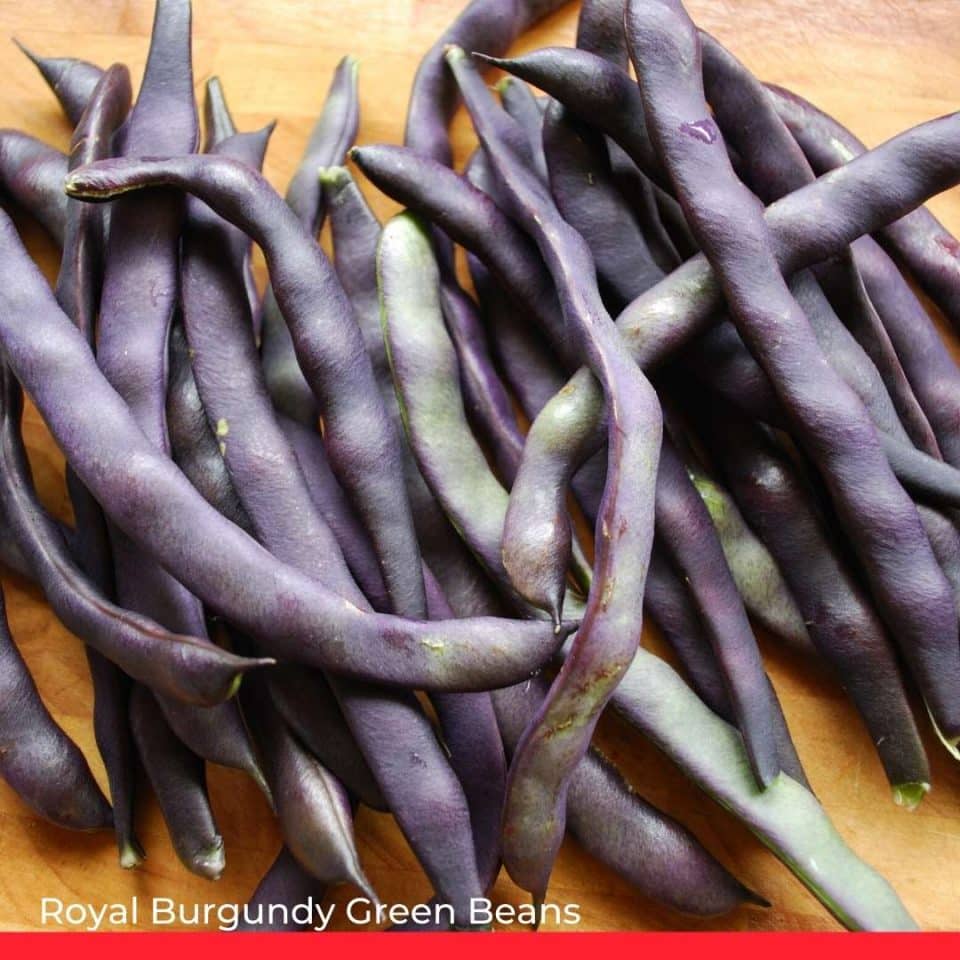 Royal Burgundy Green Beans