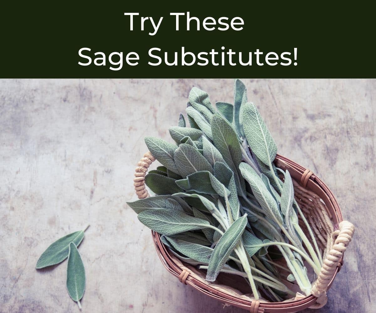 Spoonful of SAGE  From Our Chefs: 10 Must-Have Items for Your Kitchen