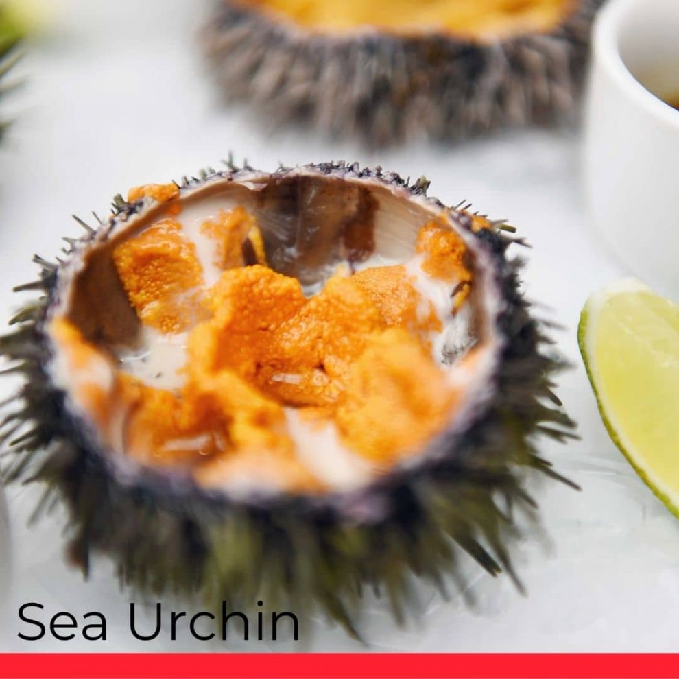 All About Sea Urchins (Uni) - Taste, Types, How to Cook - Chef's Pencil