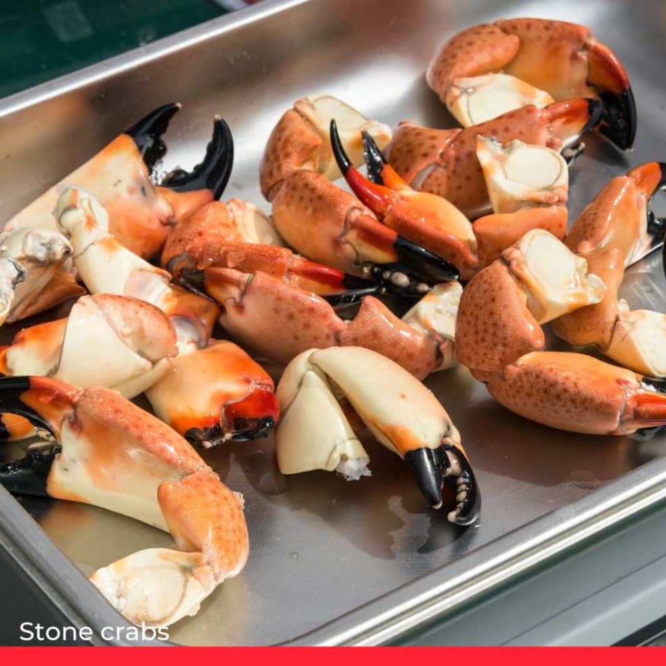 Stone crabs