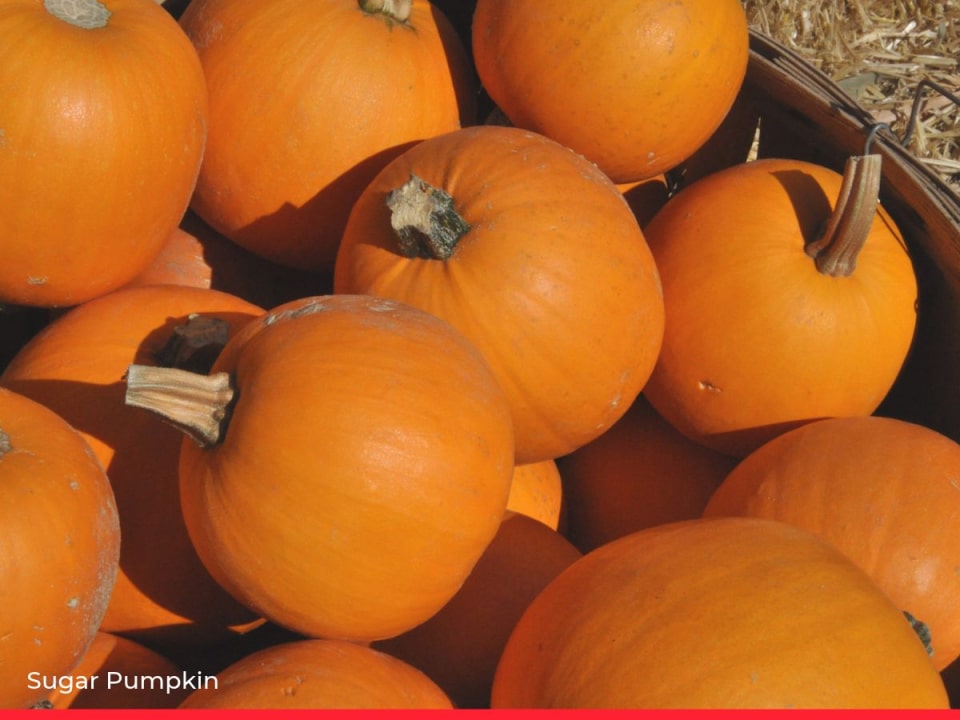 15 Types of Squash & Pumpkin and How to Cook Them