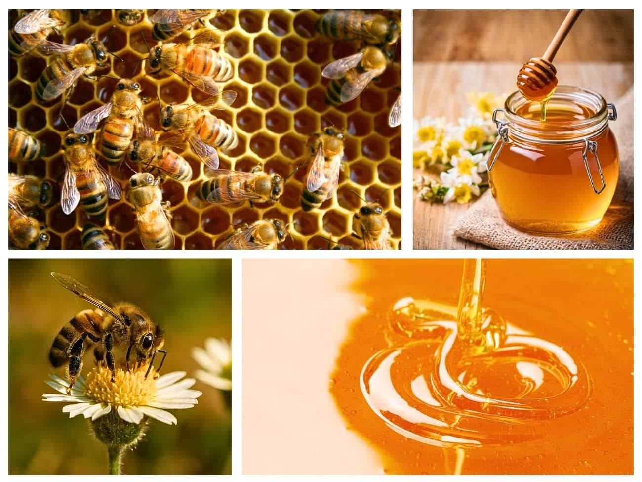 35 Types of Honey: Flavors, Origins & How to Use Them