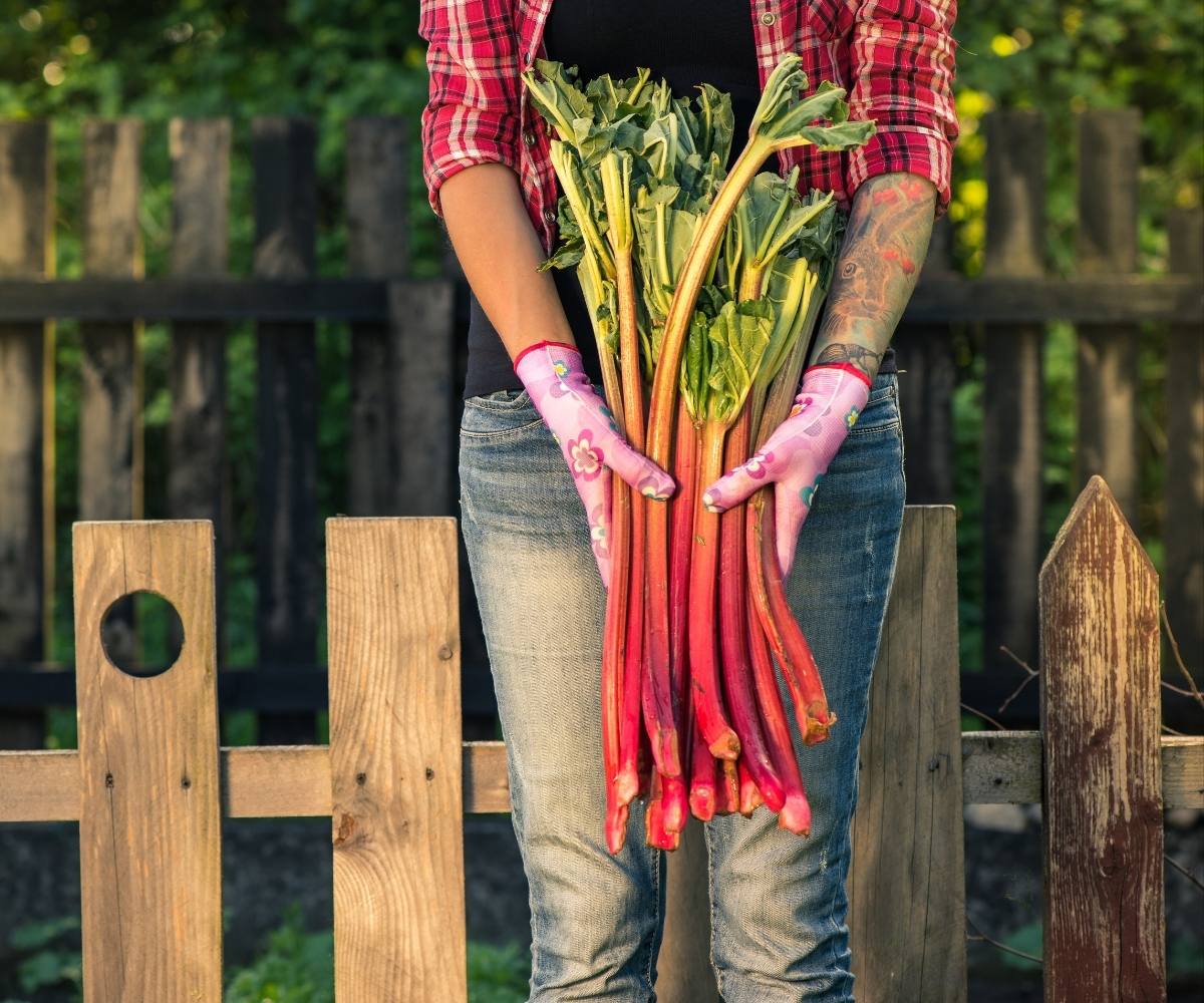 What Does Rhubarb Taste Like