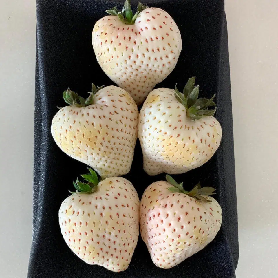 White Jewel Strawberry