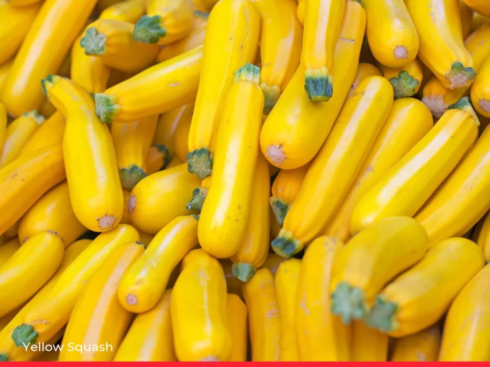 Yellow Squash
