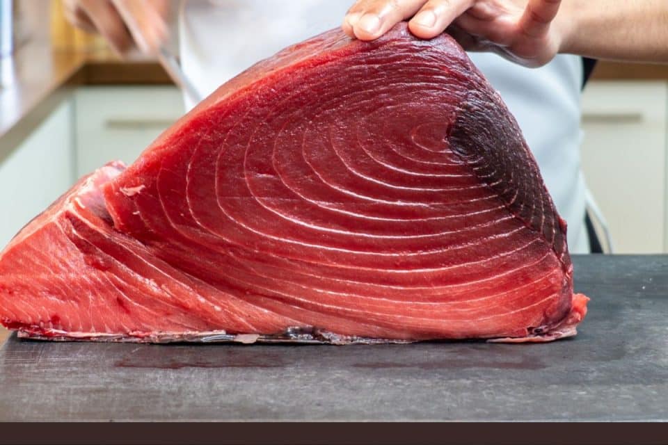 bluefin tuna